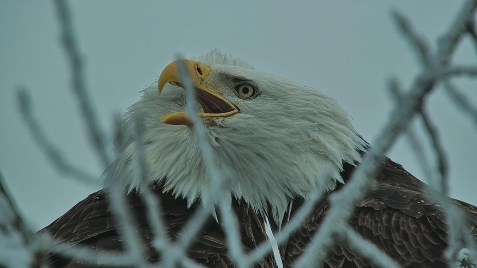 January 8, 2023: HM continued to sound the eagle alarm, adding his voice to the crow chorus. We don't don't know what was flying through neighborhood, but a wave of sound proceeded it. Bird calls can trav­el at speeds exceeding 100 miles per hour, giving birds advance warning to take cover or sound their own warning!