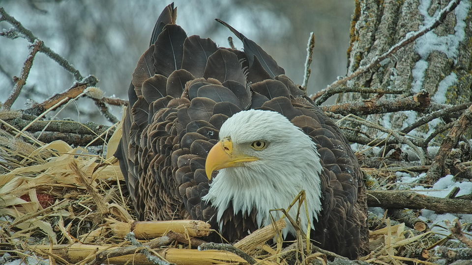 January 8, 2022: Eagle-tect HM tests the nest bowl. Things weren't quite right, so he moved grasses, husks, and sticks until the soon-to-be nursery met his exacting standards!