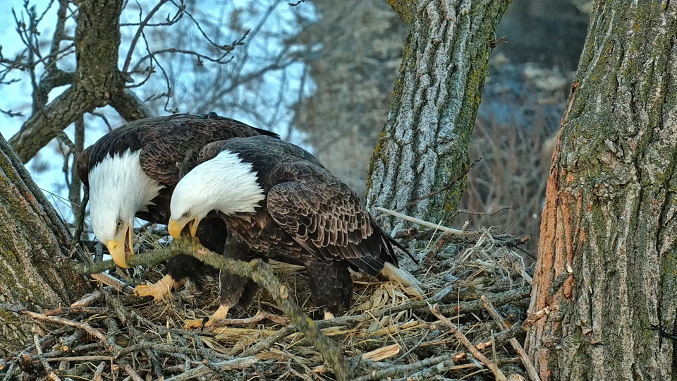 January 10, 2023: HD brings a huge stick and HM comes in to help him place it.