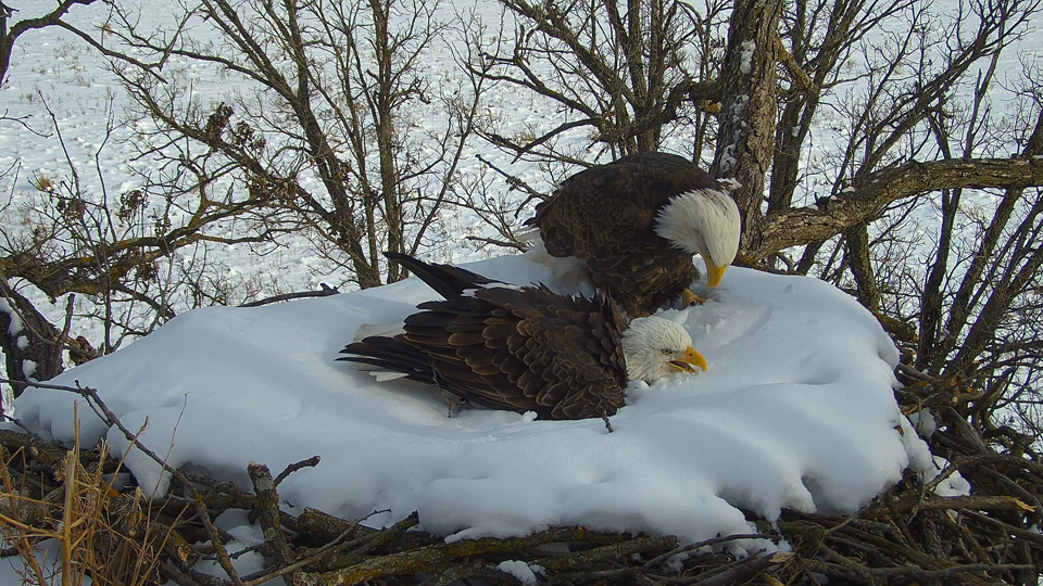 December 28, 2022: Mr. North comes into the nest with prey. DNF wheedled and pleaded, but he didn't feel like sharing! https://youtu.be/hOb9qZelydI