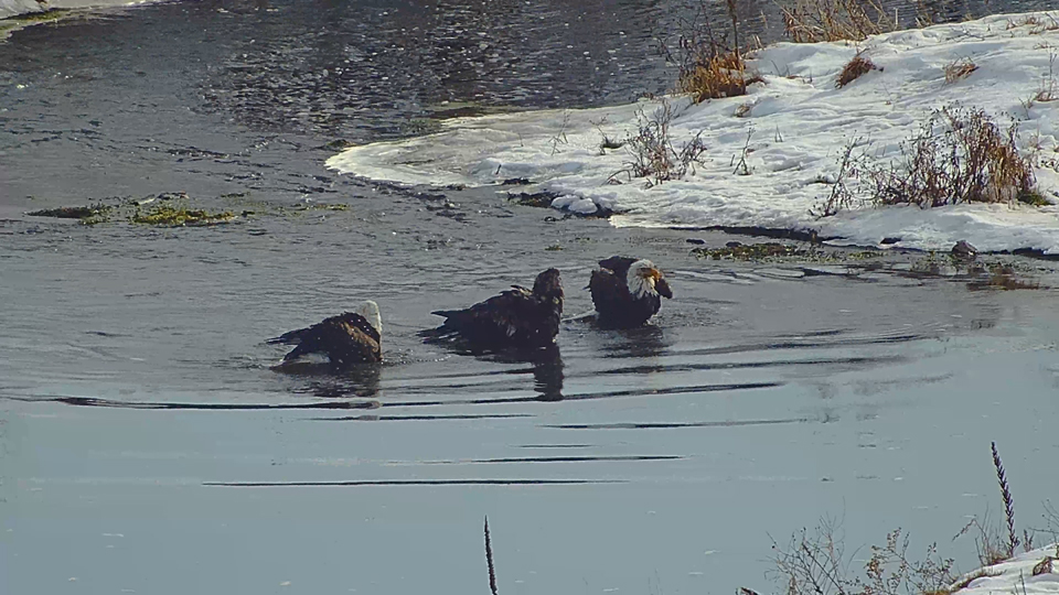 December 28, 2022: It's an eagle pool party! We saw at least six adults, one sub-adult, and one juvenile eagle on December 28.