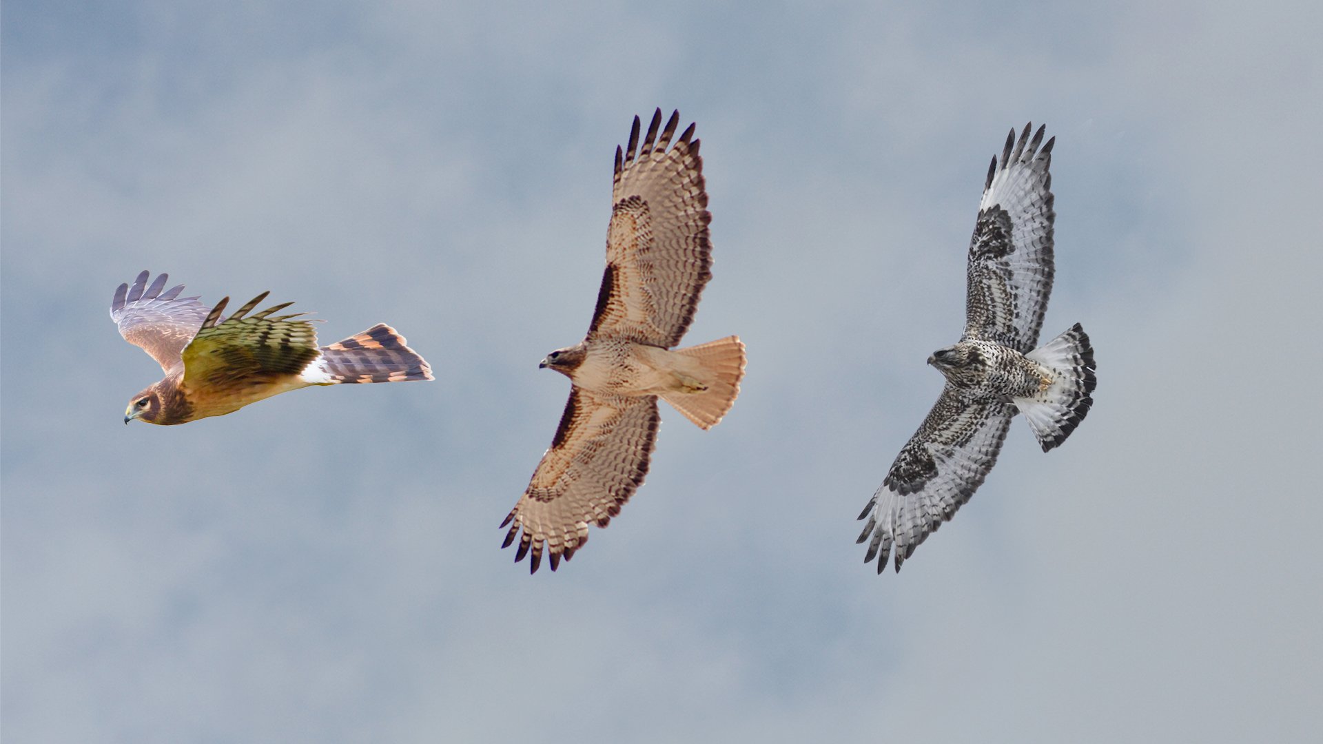 Left to right: Northern Harrier, Red-Tailed Hawk, Rough-Legged Hawk