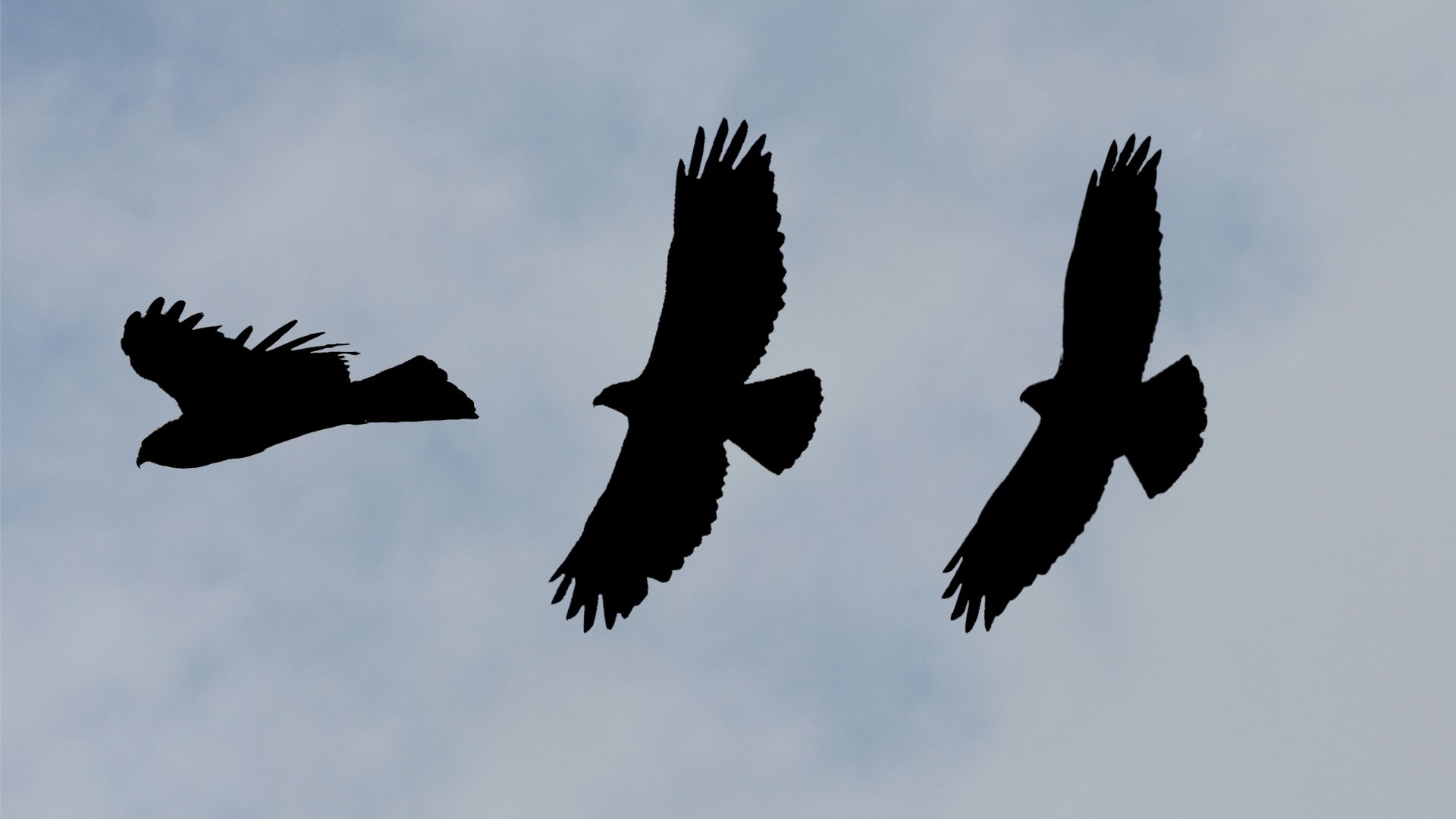 Left to right: Northern Harrier, Red-Tailed Hawk, Rough-Legged Hawk