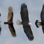 Left to right: Osprey, Turkey Vulture, Adult Bald Eagle, Subadult Golden Eagle