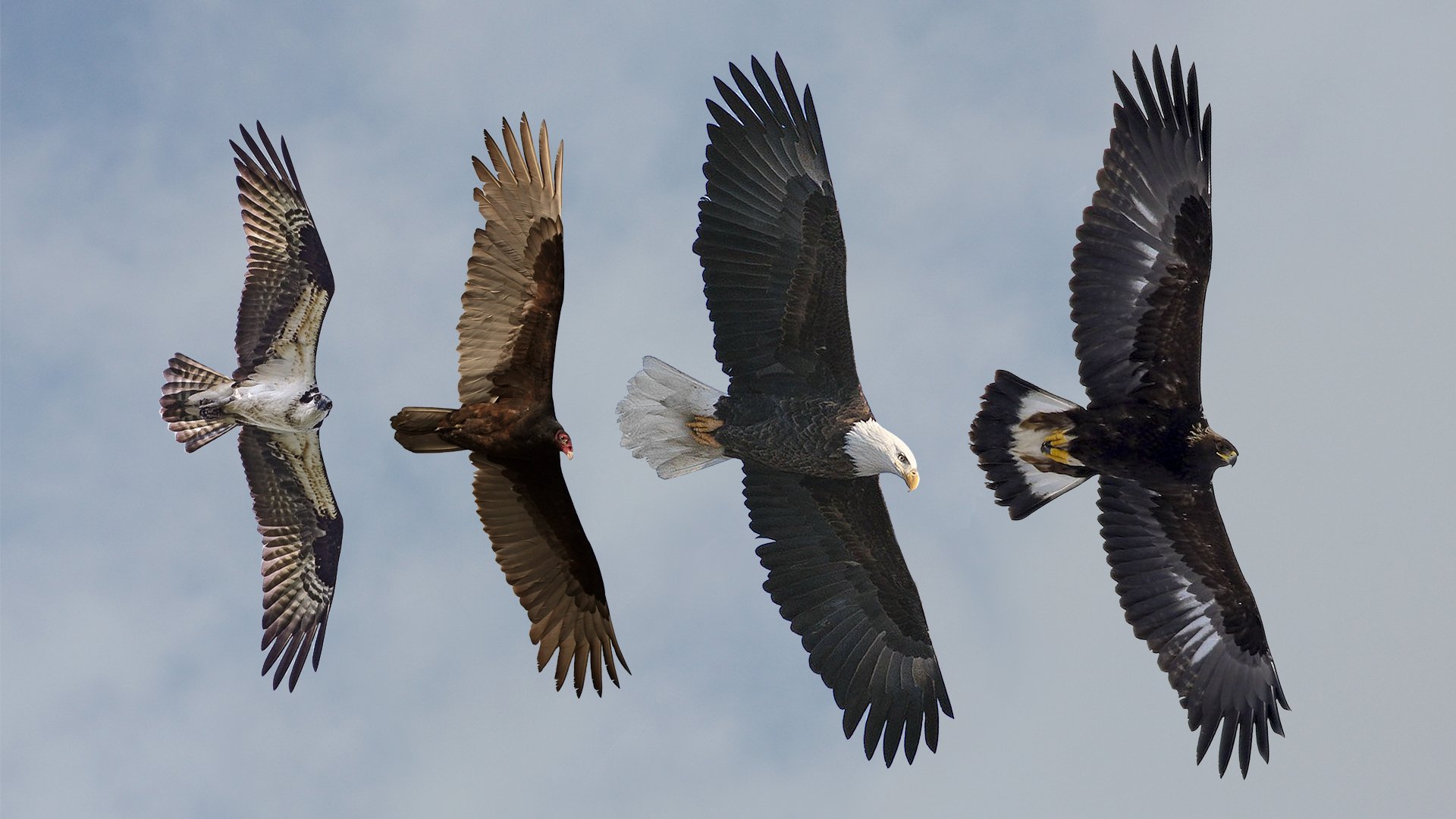 Left to right: Osprey, Turkey Vulture, Adult Bald Eagle, Subadult Golden Eagle