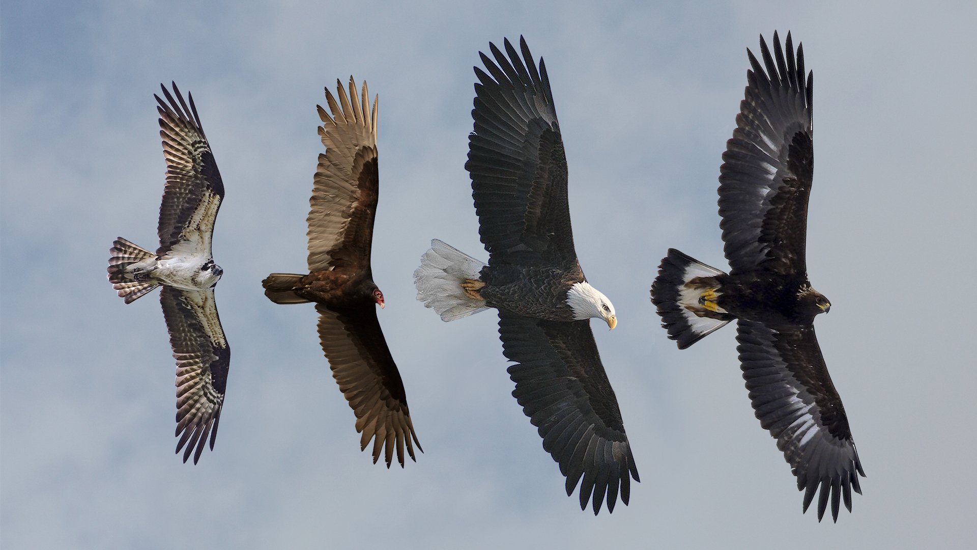 Raptor Resource Project: Bald Eagle and Bird of Prey Cams