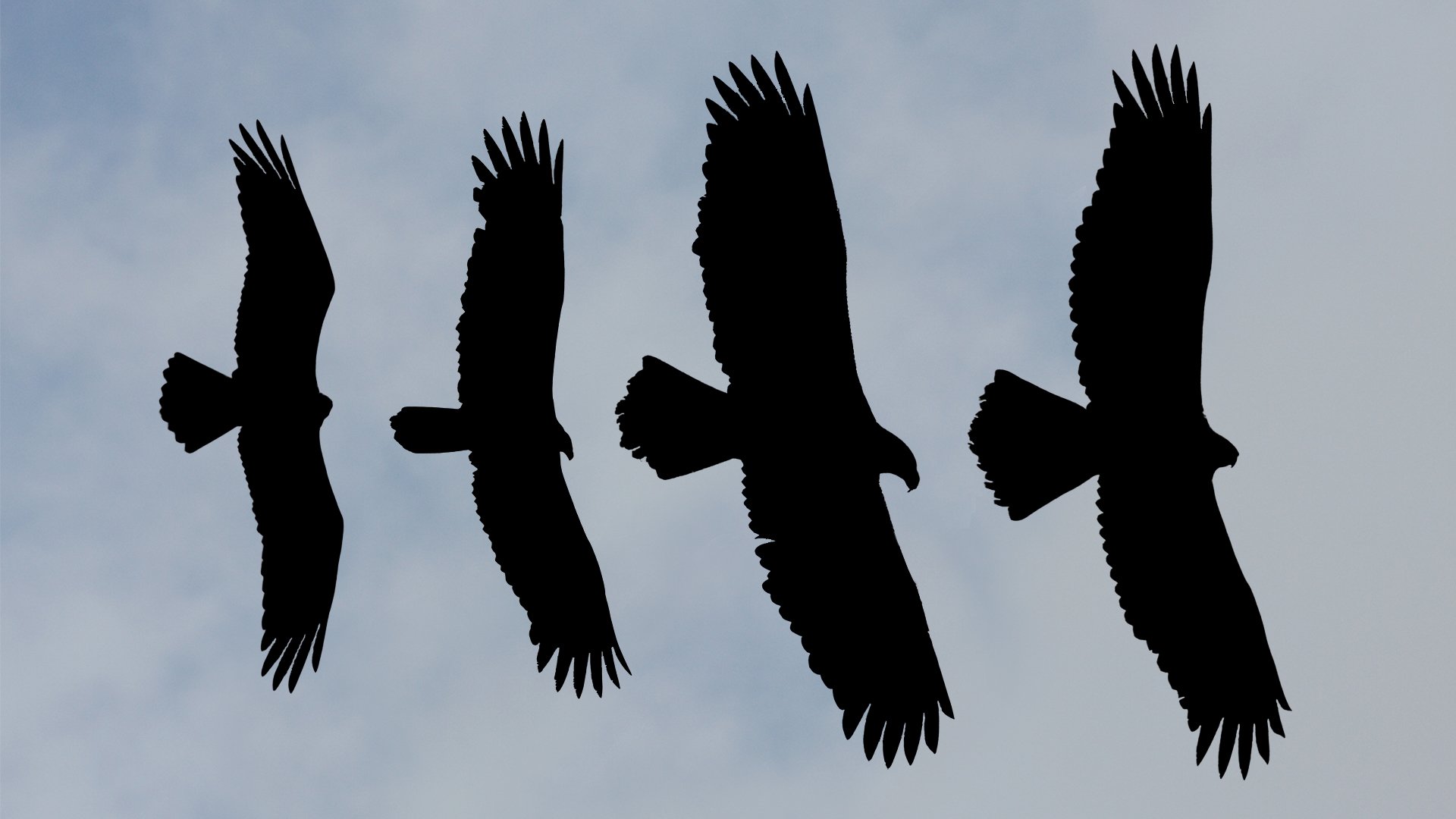From Left to Right: Osprey, Turkey Vulture, Bald Eagle, Golden Eagle