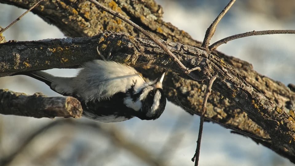 February 1, 2023: A downy woodpecker forages near the North nest. The forested hillside offers an abundance of trees - primarily oak - for foraging and nesting. We should start to hear woodpeckers drumming soon.