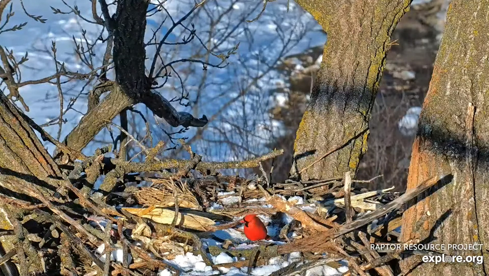 February 3, 2023: A bright red male Northern Cardinal forages at N1. We sometimes hear them vocalizing in the background.