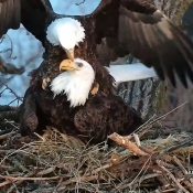 February 8, 2023: HD and HM copulate in the nest.