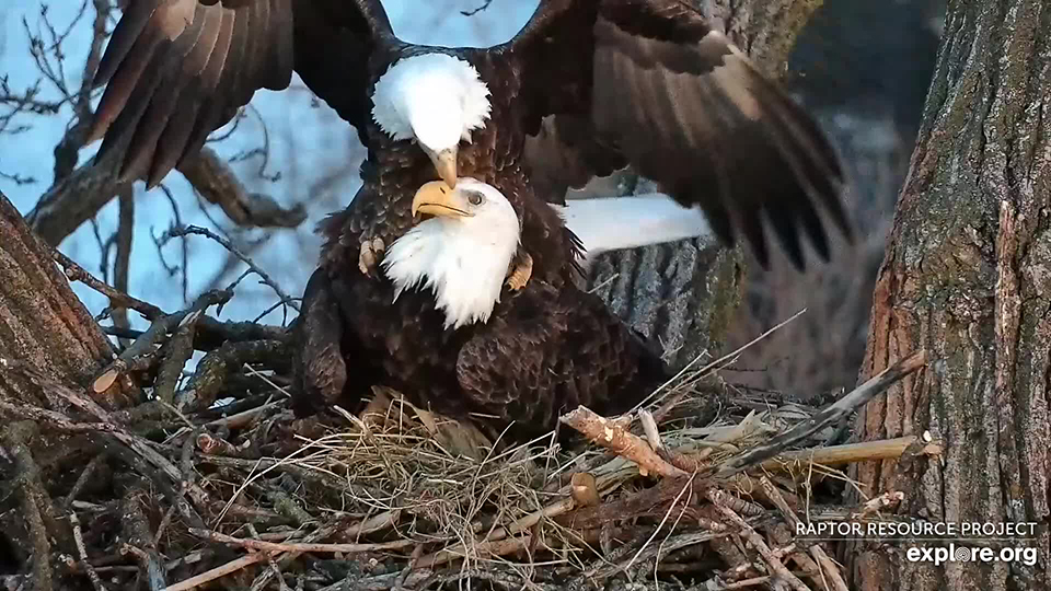 Raptor Resource Project: Bald Eagle and Bird of Prey Cams