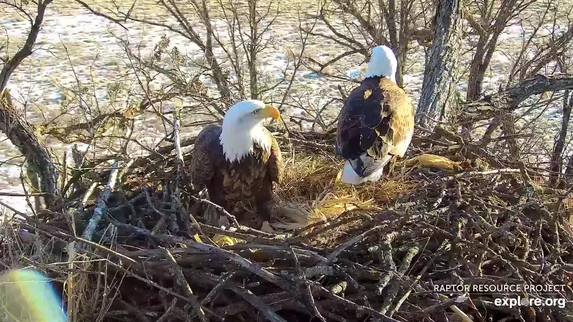 February 13, 2023: Mr. North and DNF are getting their egg cup ready!