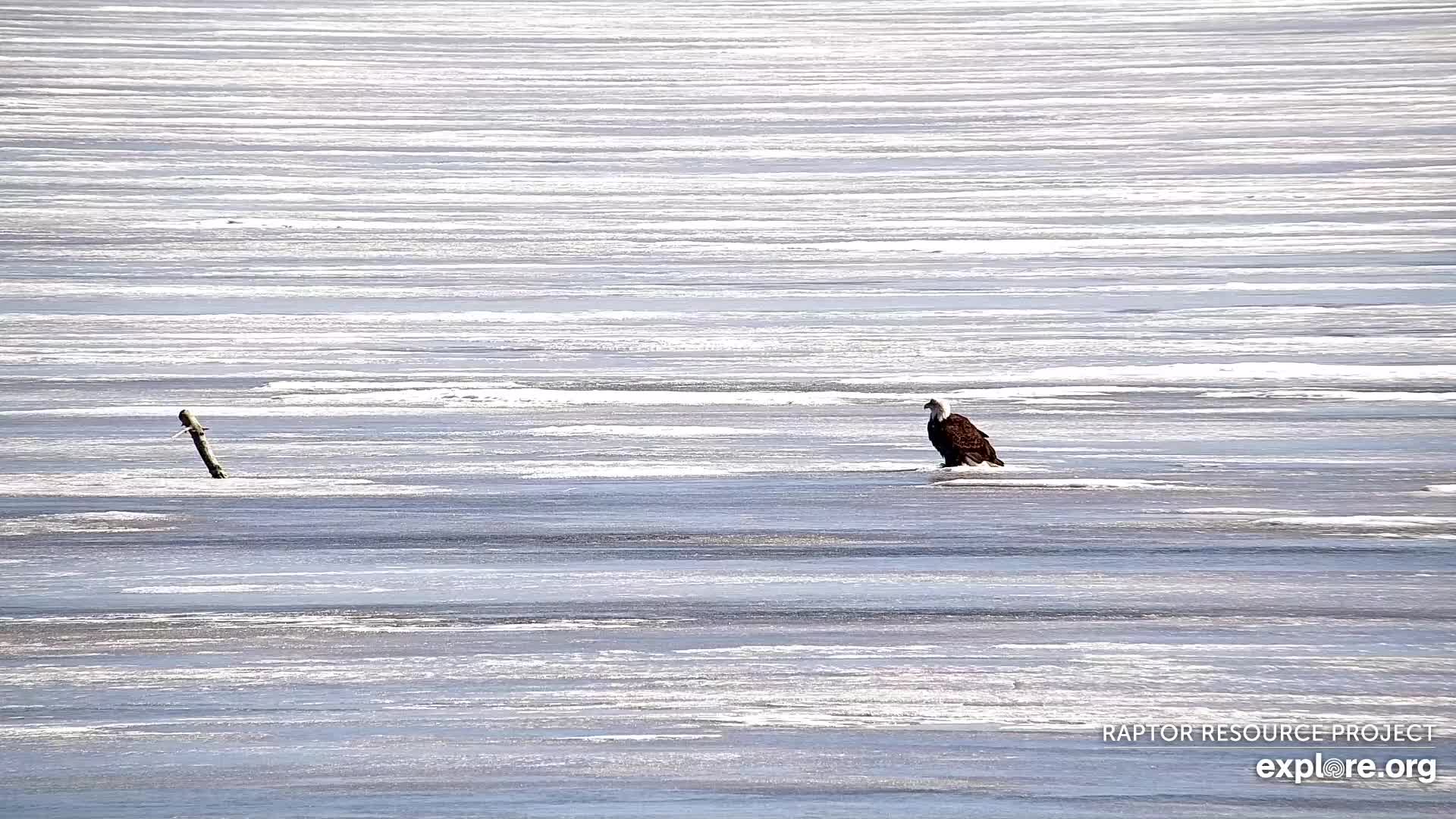 February 13, 2023: An eagle on the Flyway!