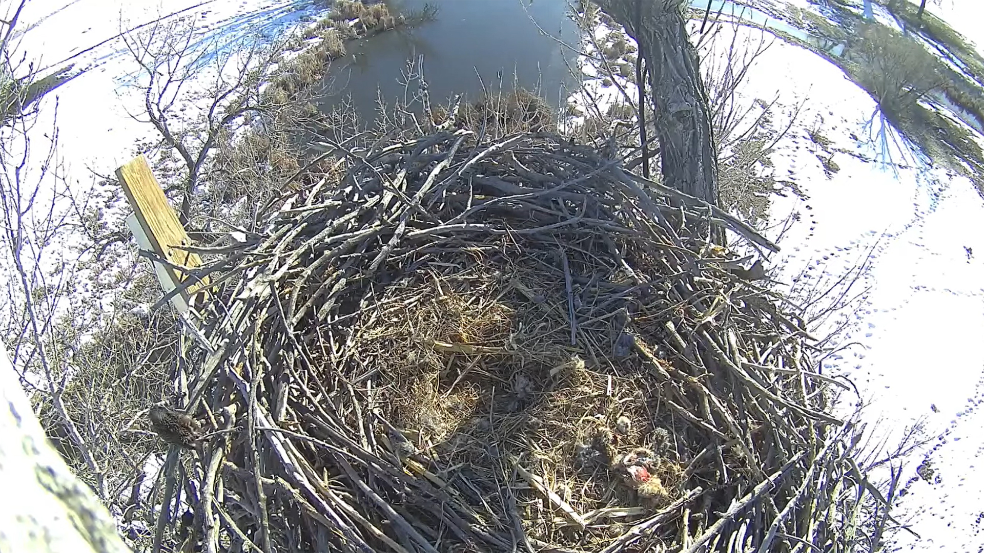 February 13, 2023: Egg cup at Xcel Energy's Fort St. Vrain eagle nest.