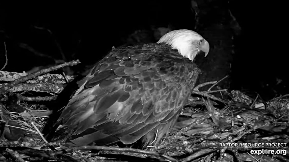 February 15, 2023: DNF had us pacing the delivery room floor, but she didn't lay an egg!