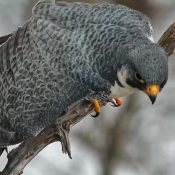 February 14, 2023: Peregrine Falcon Newman at Great Spirit Bluff.