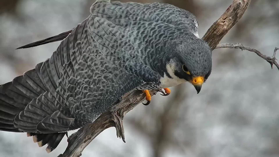 February 14, 2023: Peregrine Falcon Newman at Great Spirit Bluff.