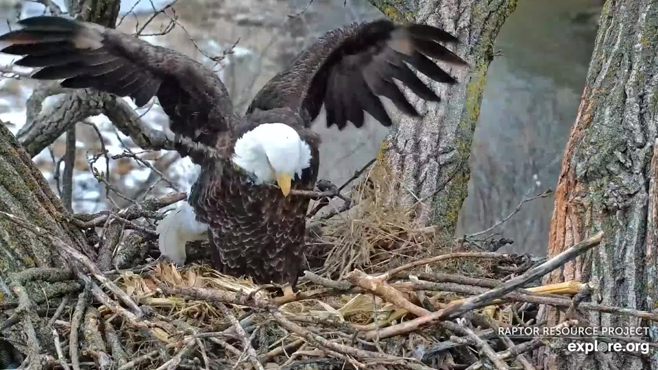 February 16, 2023: Home improvement, eagle-style! Crib-rails or windbreak? Probably a bit of both!