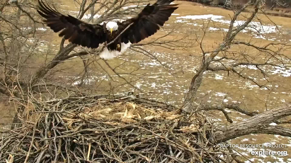 February 16, 2023: Mr. North harvests a stick and flies it to the nest.