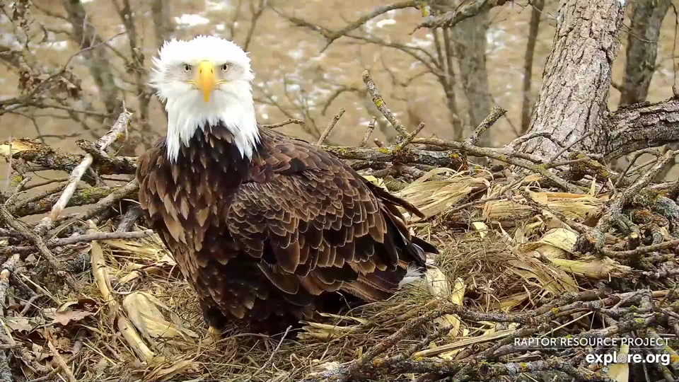 February 16, 2023: How can a bald eagle have a bad hair day? DNF at the North nest.