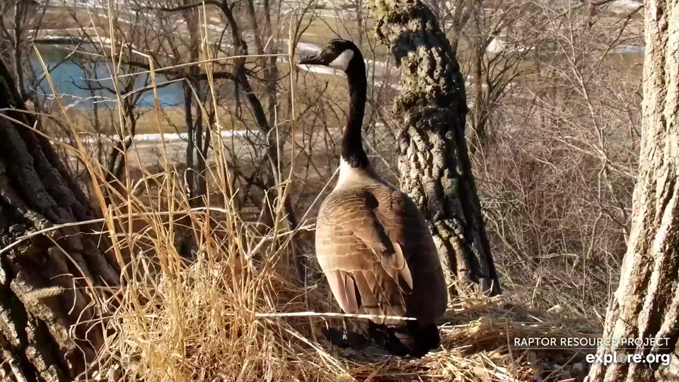 February 19, 2023: A Canada Goose on N2B!