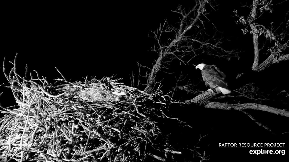February 20, 2023: DNF near the North nest at 7:30 PM