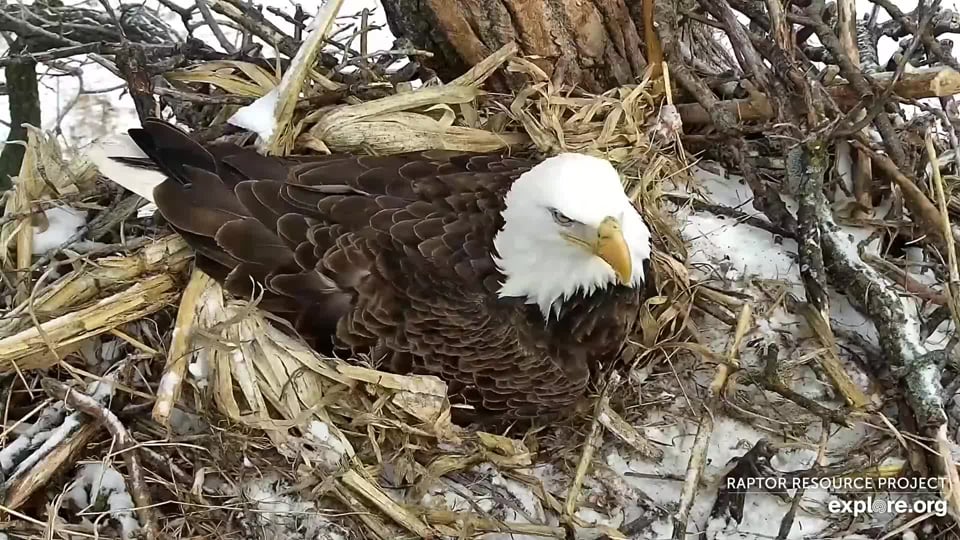 February 23, 2023: Handsome HD seems more than ready for eggs! First-time eagle dads can sometimes appear a little hesitant or reluctant when it comes to incubation, but it looks like HD is ready to go!