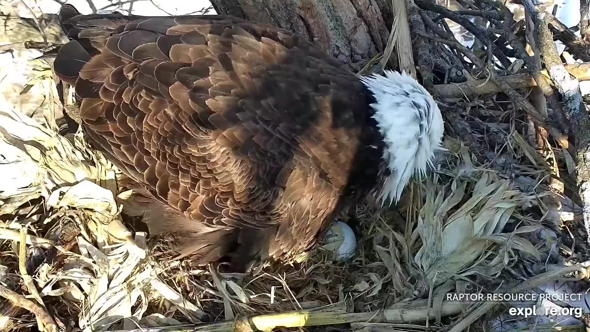 February 25, 2023: HM and her first egg.