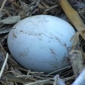 February 26, 2023: A glimpse of the first egg in Decorah.