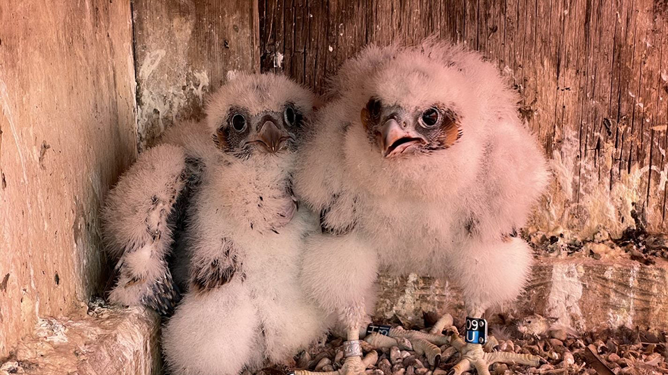 Nestling falcons. These two bands are black/blue 09/U and H/31.