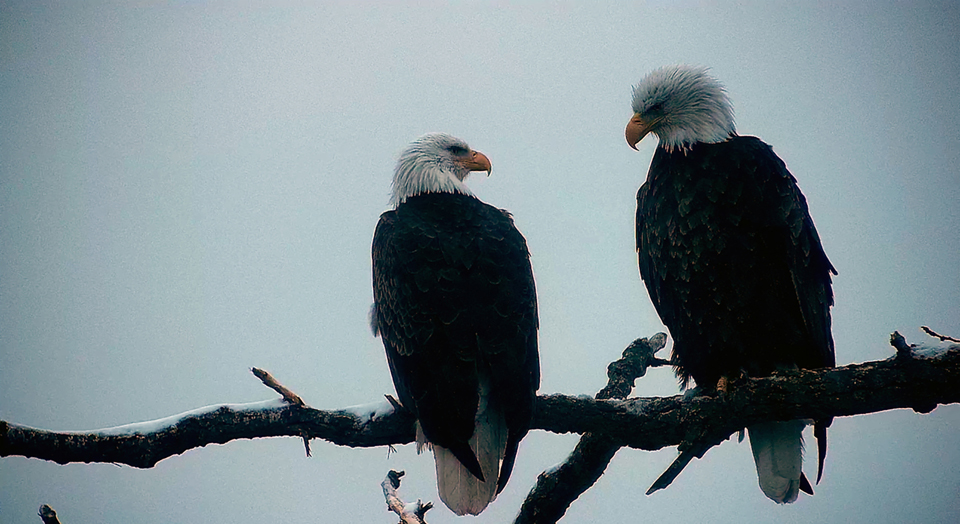 HD and HM in Decorah. Do you see the eagle heart?