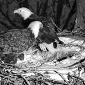 February 24, 2023: DNF and Mr. North back on the North nest.