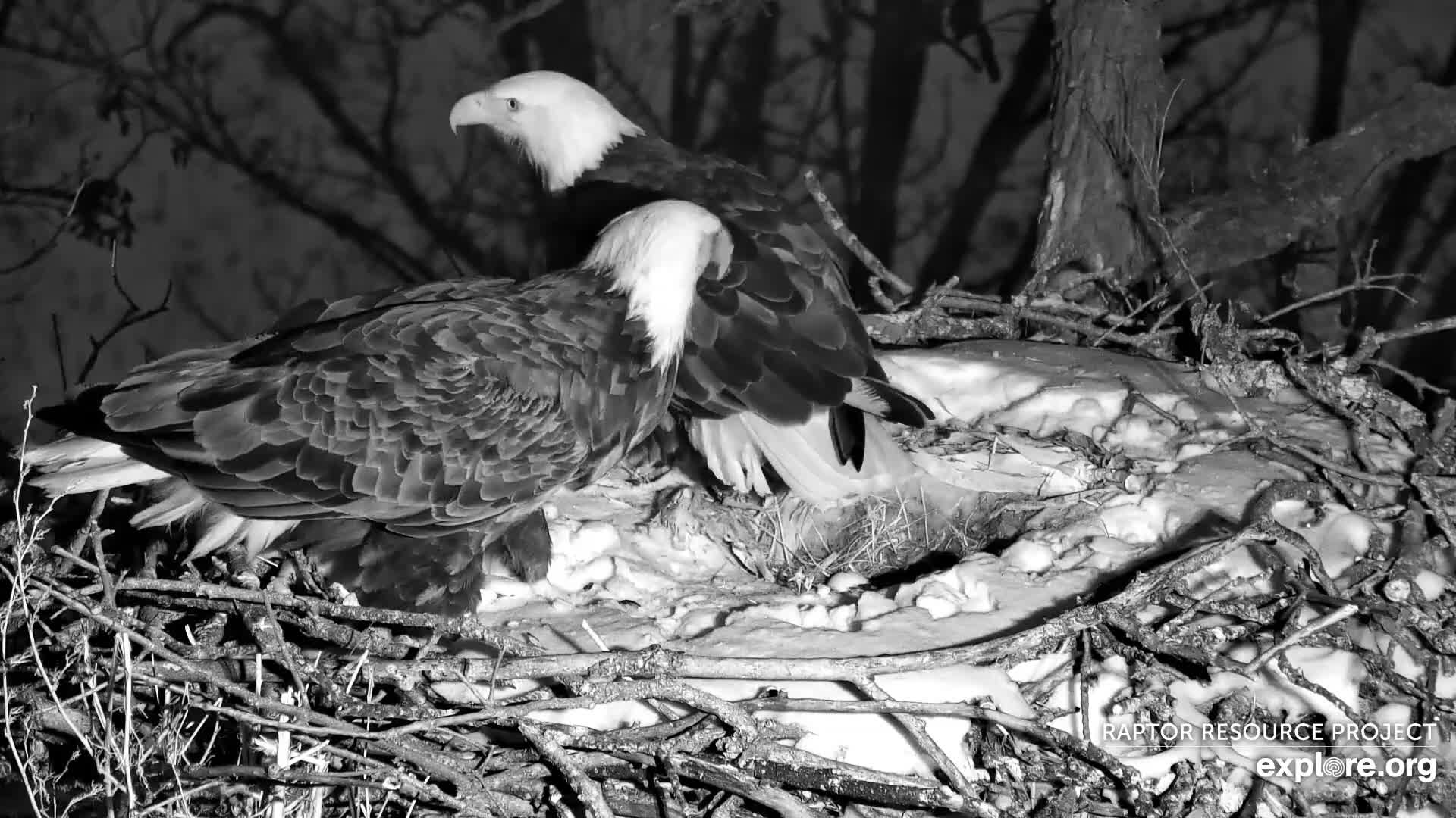 February 24, 2023: DNF and Mr. North back on the North nest.