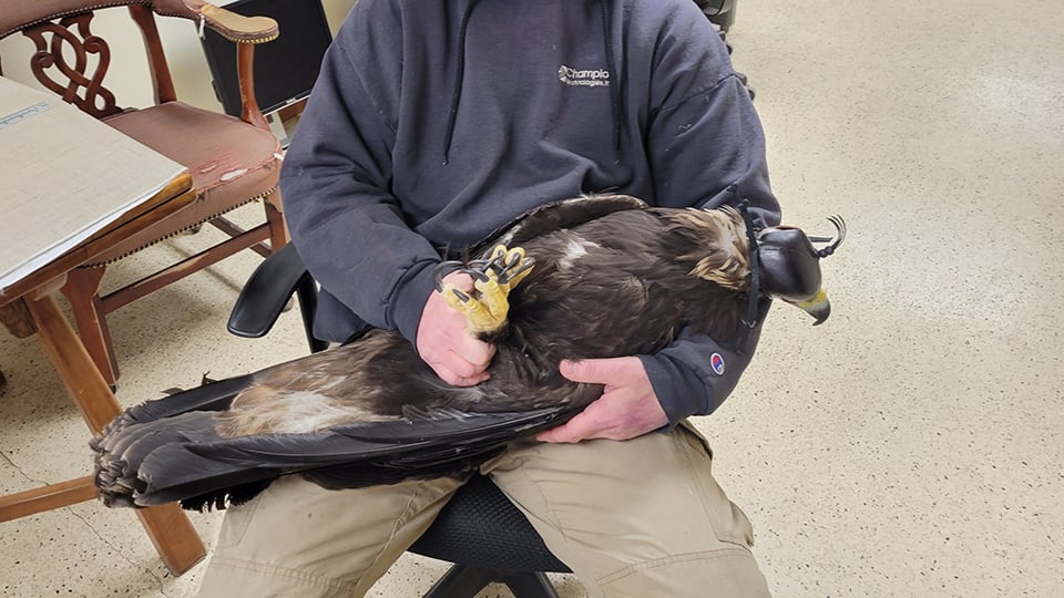 Two-year old female Golden Eagle 732 prior to her health check-in.