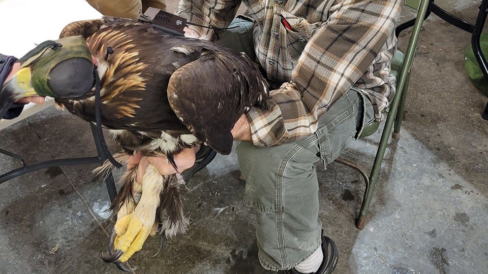 Two year-old male Golden Eagle 832 having her transmitter fitted. Even subadults have the characteristic golden nape.