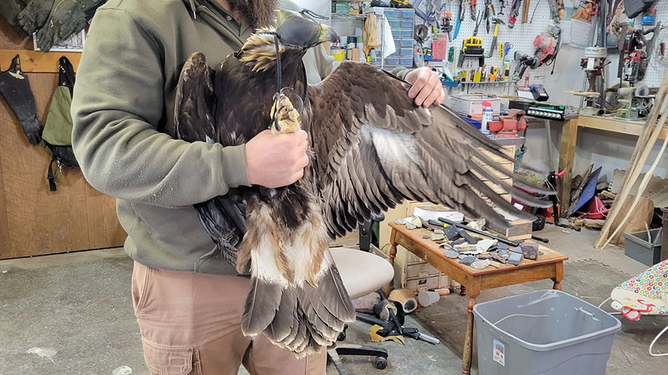 Two-year old female Golden Eagle 834 being measured, photographed, and weighed.