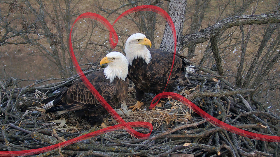 Mr. North and DNF at the North nest.