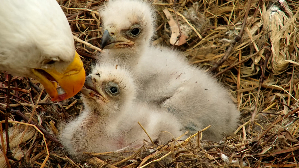 Nothing says love like a food gift - chocolate and other special treats for us, and tiny tidbits of carefully selected meat for hatchling eaglets. We loved DN15 and DN16!