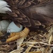February 28, 2023: HM laid her second egg at 4:38 PM CT.