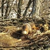 February 28, 2023: A squirrel in the North nest. It did not bite through the egg.