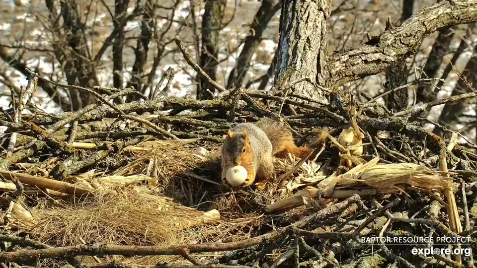 February 28, 2023: A squirrel in the North nest. It did not bite through the egg.
