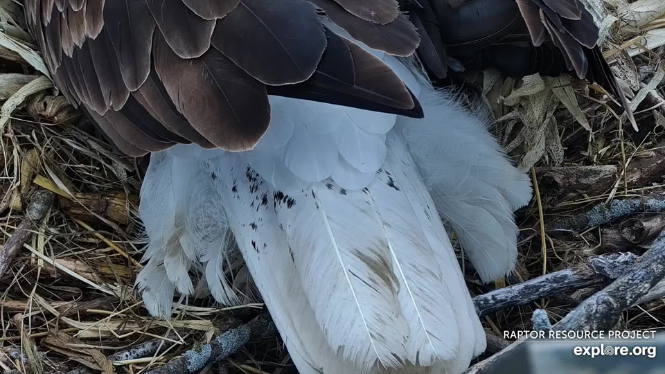March 1, 2023: HD's tailfeathers. Note the brown spots - a great ID marker when we can see his tail.