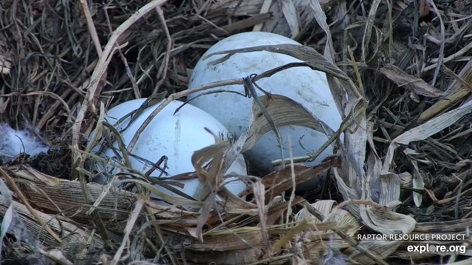 March 3, 2023: HM and HD's two eggs, safely nestled in warm, dry grass. Will she lay a third tomorrow?