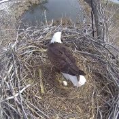 March 3, 2023: Pa FSV with his egg at Xcel Energy's Fort St. Vrain nest.