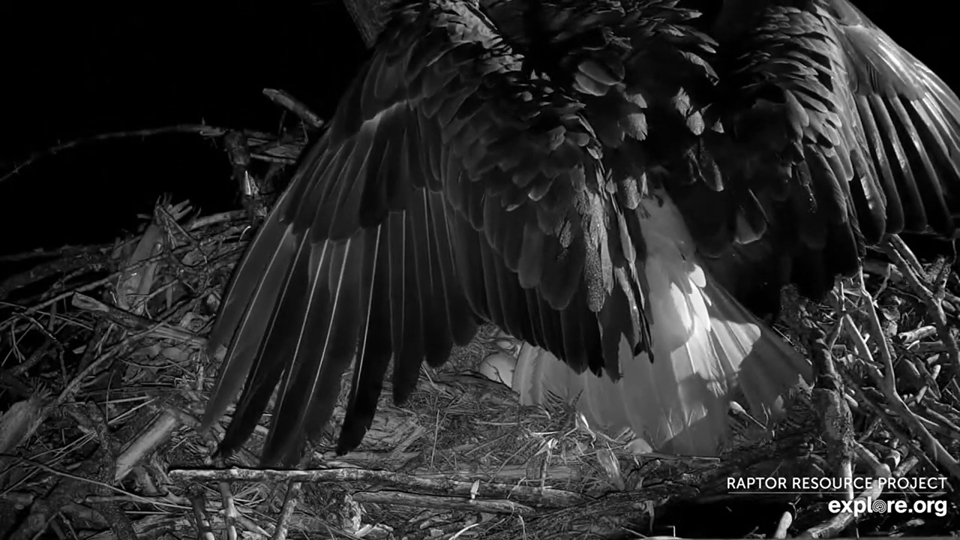 March 3, 2023: HM reacts to an unknown threat. Every feather is erect as she makes herself as large and formidable as she can.