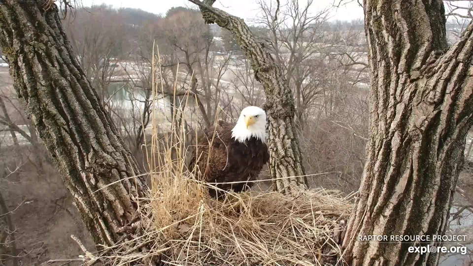 March 3, 2023: HM gathers grass at N2B, although Canada Geese keep distracting her!