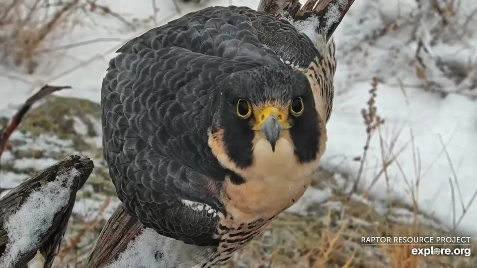 March 1, 2023: Falcon Savanna 40/Z at Great Spirit Bluff.