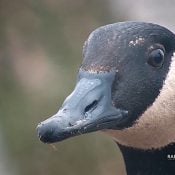 March 6, 2023: A Canada Goose at N2B