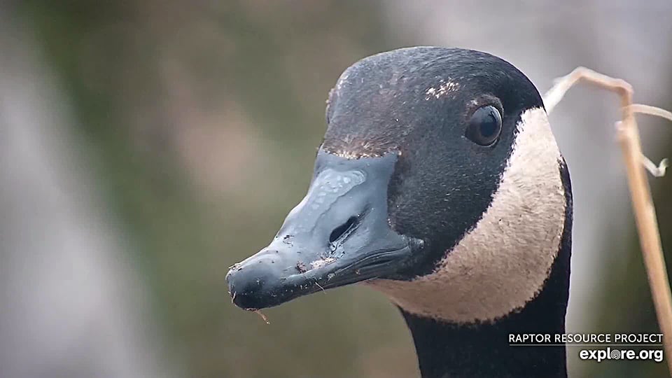March 6, 2023: A Canada Goose at N2B