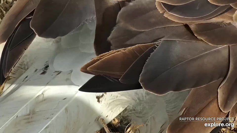 March 7, 2023: A feather study. HD is beautiful!